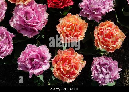 Tulipes de Queenland colorées de violet et de rose avec des volants sur les pétales doubles avec des bords dentelés et des bouts blancs Banque D'Images