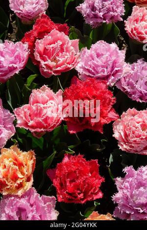Tulipes de Queenland colorées de violet et de rose avec des volants sur les pétales doubles avec des bords dentelés et des bouts blancs Banque D'Images