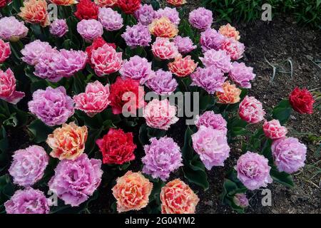 Tulipes de Queenland colorées de violet et de rose avec des volants sur les pétales doubles avec des bords dentelés et des bouts blancs Banque D'Images