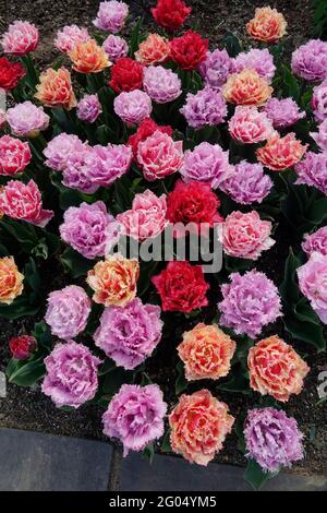 Tulipes de Queenland colorées de violet et de rose avec des volants sur les pétales doubles avec des bords dentelés et des bouts blancs Banque D'Images