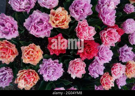 Tulipes de Queenland colorées de violet et de rose avec des volants sur les pétales doubles avec des bords dentelés et des bouts blancs Banque D'Images
