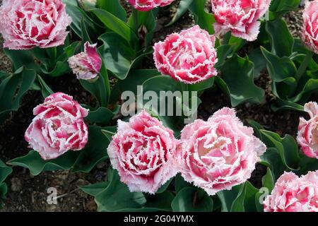 Tulips de Queenland rose avec des volants sur les pétales doubles de bords dentelés et des bouts blancs Banque D'Images