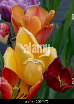 L'empereur jaune en fleurs et l'empereur orange Tulips dans un jardin Banque D'Images