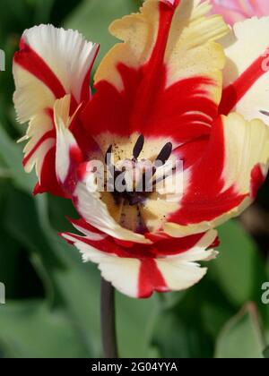 Un gros plan de l'impressionnante Estella Rijnveld Parrot Tulip à rayures blanches et rouges avec des pétales de plumes à volants Banque D'Images