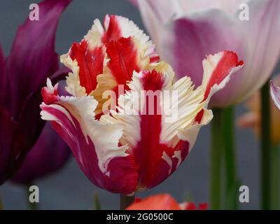 L'impressionnante Estella Rijnveld Parrot Tulip à rayures blanches et rouges avec pétales de plumes à volants dans un jardin Banque D'Images