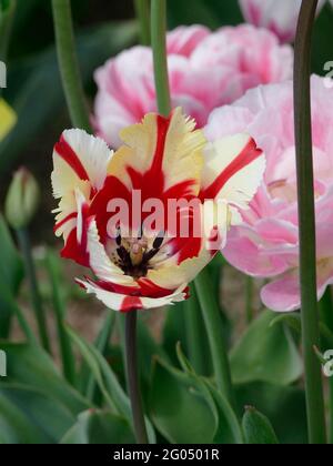 L'impressionnante Estella Rijnveld Parrot Tulip à rayures blanches et rouges avec pétales de plumes à volants dans un jardin Banque D'Images