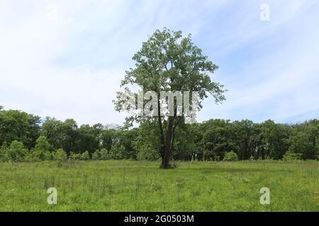 Cotownwood au centre d'un pré avec des nuages de cirrus dans la réserve naturelle de somme Prairie à Northbrook, Illinois Banque D'Images