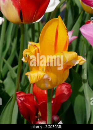 La tulipe flamme olympique est CenterStage parmi un mélange extensible de tulipes colorées dans un jardin Banque D'Images