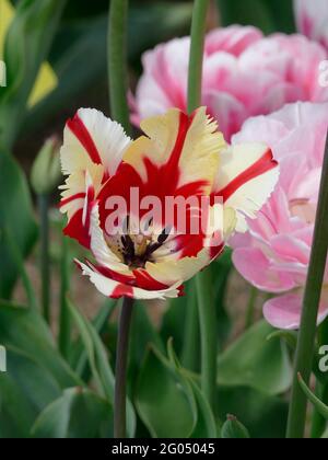 L'impressionnante Estella Riknveld Parrot Tulip à rayures blanches et rouges avec pétales de plumes à volants dans un jardin Banque D'Images