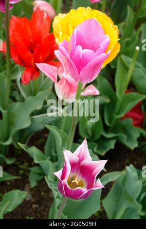 Le Dreamland Tulip primé avec des pétales présentant un dégradé de blanc et de rose pâle parmi un mélange extensible de tulipes à double floraison et de lys Banque D'Images