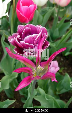 Une variété de Tulips violets en mélange extensible dans un jardin, du magnifique Backpacker superposé aux pétales pointés du Viridiflora Dream Touch Banque D'Images