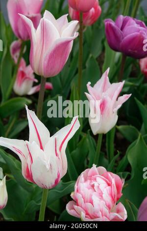 Un mélange extensible de tulipes dans un jardin comprenant le routard violet et le tulipe Marilyn à fleurs de nénuphars avec des pétales blancs et des flammes roses brillantes Banque D'Images