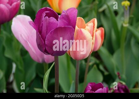 Un mélange de tulipes extensibles de tulipes pourpre dans un jardin Banque D'Images