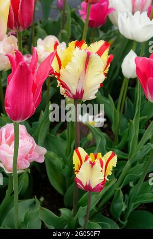 Un mélange de tulipes extensibles de Tulips de perroquet comme le Parrot flamboyant et Tulips à fleurs de Lily comme la Mariette dans un jardin Banque D'Images