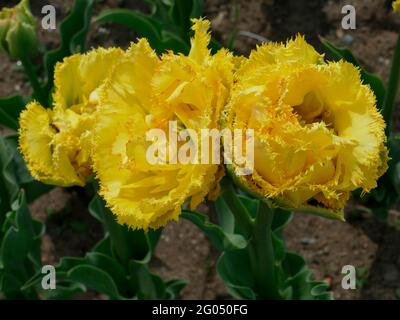 Tulips Golden Gate avec pétales jaune vif à franges et teintes vertes à la base Banque D'Images