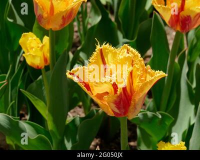 Tulips de clown à frange jaune avec rayures rouges le long des pétales à volants pointus Banque D'Images