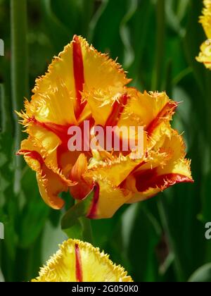 Tulips de clown à frange jaune avec rayures rouges le long des pétales à volants pointus Banque D'Images