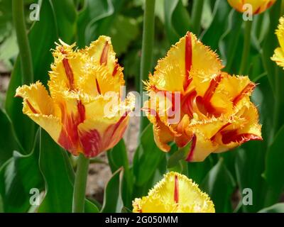 Tulips de clown à frange jaune avec rayures rouges le long des pétales à volants pointus Banque D'Images