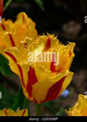 Tulips de clown à frange jaune avec rayures rouges le long des pétales à volants pointus Banque D'Images