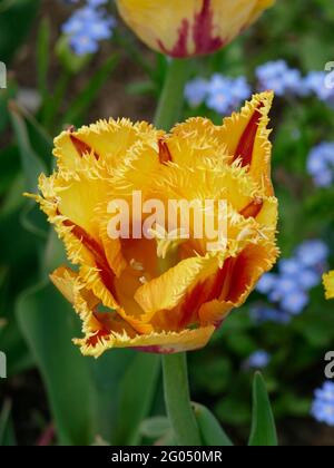 Tulips de clown à frange jaune avec rayures rouges le long des pétales à volants pointus Banque D'Images