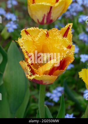 Tulips de clown à frange jaune avec rayures rouges le long des pétales à volants pointus Banque D'Images