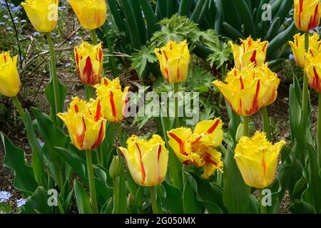 Tulips de clown à frange jaune avec rayures rouges le long des pétales à volants pointus Banque D'Images