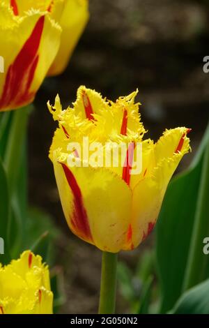 Tulips de clown à frange jaune avec rayures rouges le long des pétales à volants pointus Banque D'Images