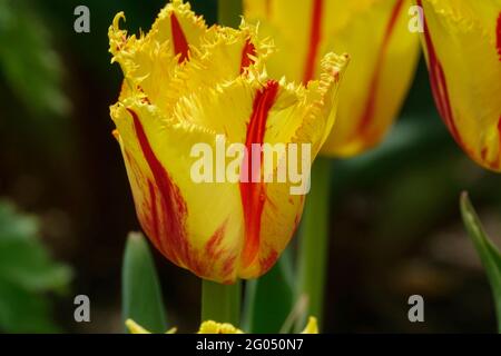 Tulips de clown à frange jaune avec rayures rouges le long des pétales à volants pointus Banque D'Images