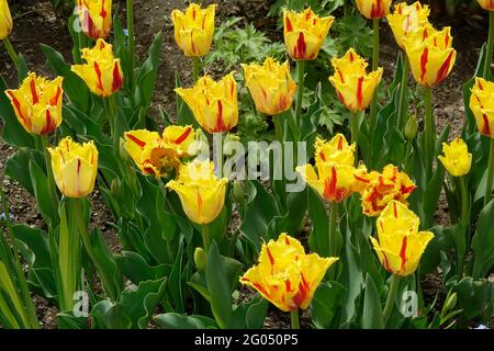 Tulips de clown à frange jaune avec rayures rouges le long des pétales à volants pointus Banque D'Images