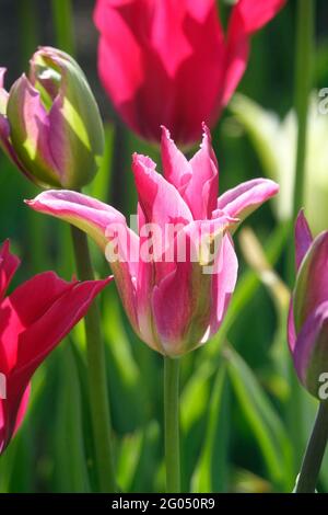Viridiflora mélange de tulipes de vert printemps avec des pétales blancs et des poupées Minuet des pétales pointés rose foncé Flaring vers l'extérieur avec des rayures vertes de type plumes Banque D'Images