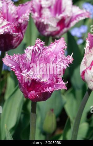 Tulipes à franges en forme de framboise avec pétales violets et bords à franges Banque D'Images