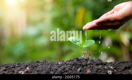 Arrosage à la main des plantes qui poussent sur un sol de bonne qualité dans la nature, le soin des plantes et les idées de croissance des arbres. Banque D'Images