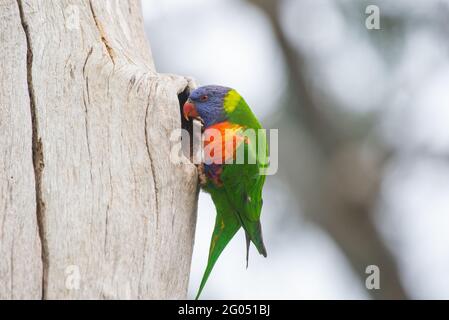 Rainbow Lorikeet Banque D'Images