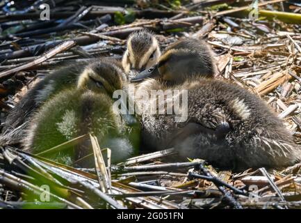 Neuzelle, Allemagne. 31 mai 2021. Trois jeunes canetons de pallard se trouvent très près dans un nid sur le Klostersee, en face de l'abbaye de Neuzelle. Credit: Patrick Pleul/dpa-Zentralbild/ZB/dpa/Alay Live News Banque D'Images