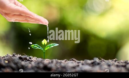 Arrosage à la main des plantes qui poussent sur un sol de bonne qualité dans la nature, le soin des plantes et les idées de croissance des arbres. Banque D'Images