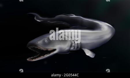 Requin volant, Chlamydoselachus anguineus. ラブカ Banque D'Images