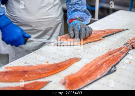 Le processus de congé manuel des poissons rouges. Le travailleur coupe le poisson en morceaux à l'aide d'un couteau. Banque D'Images
