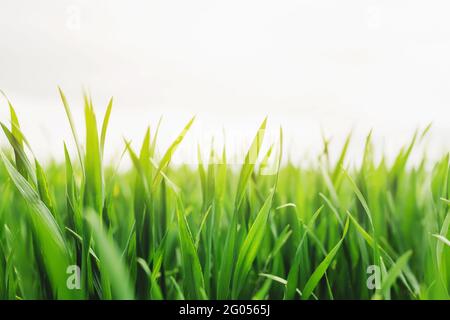 Des champs de ferme verts sans fin avec la culture du blé et du maïs au printemps. Photo de haute qualité Banque D'Images