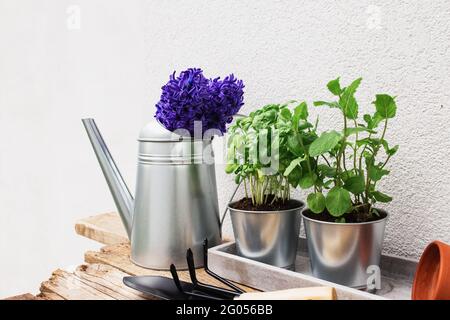 Jardinage Hobby concept, jacinthe bleu violet, menthe verte et herbes de basilic dans pot en métal, petite fourche de jardin ou râteau et pelle, gants, pot en céramique Banque D'Images