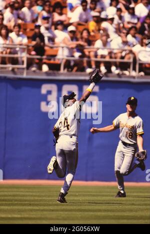 Pittsburgh Pirates outfielder Barry Bond -- Veuillez créditer le photographe Kirk Schlea Banque D'Images