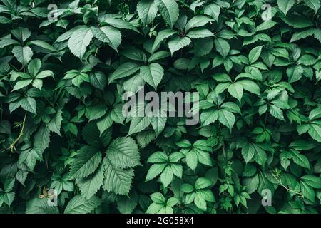 Texture de nombreuses feuilles fraîches et belles de raisin vert sauvage. Arrière-plan naturel. Banque D'Images