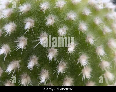 Closeupshot de cactus avec des aiguilles blanches moelleuses Banque D'Images