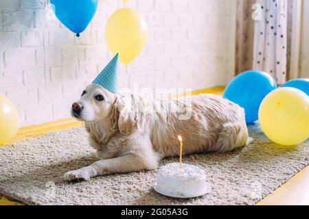 Le chien Labrador Golden Retriever fête son anniversaire dans une casquette et avec gâteau Banque D'Images