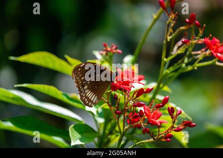 Beau papillon sur la fleur Banque D'Images