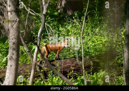 Le renard roux (Vulpes vulpes) , petit renard jeune près de la terrier. Banque D'Images