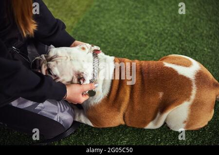 Le chien maître apprend une commande de descente de chien Banque D'Images