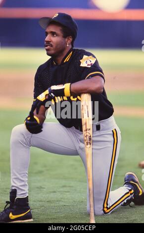 Pittsburgh Pirates outfielder Barry Bond -- Veuillez créditer le photographe Kirk Schlea Banque D'Images