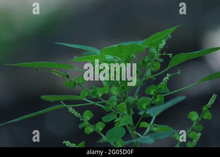 Acalypha indica est un herbacé annuel qui a des inflorescences de type chat avec la forme de la tasse ... Tout au long de la région où la plante pousse, elle est veuille Banque D'Images