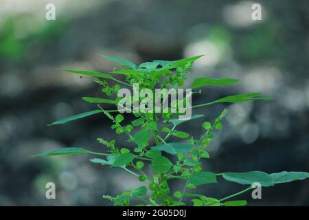 Acalypha indica est un herbacé annuel qui a des inflorescences de type chat avec la forme de la tasse ... Tout au long de la région où la plante pousse, elle est veuille Banque D'Images