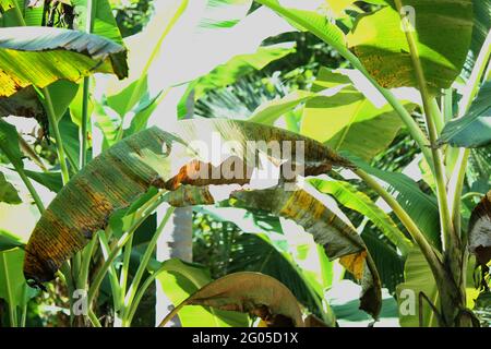 Plante de banane avec la maladie de Sigatoka, une maladie fongique. La maladie de Sigatoka noire, ou maladie de strik de la feuille noire, a récemment émergé de l'Asie et maintenant causes Banque D'Images